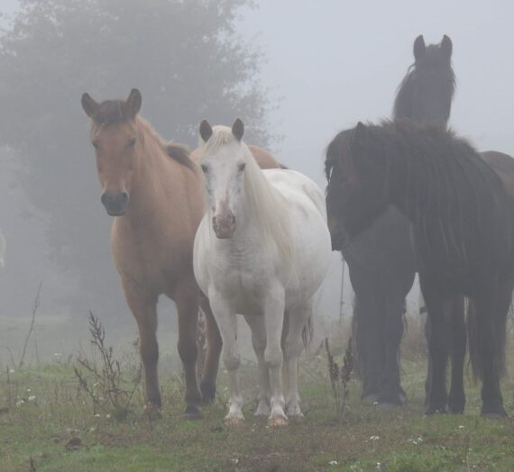 Heste skal ikke pakkes ind i vat eller leve fuldkomment uden frustration eller konflikt